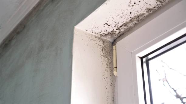 Trusted Grenelefe, FL Mold Removal Experts